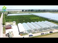 Phim đường hầm nông nghiệp Nhà kính một lớp nhiều nhịp