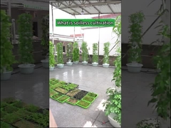 Vườn trồng trọt trong nhà Tháp thủy canh cánh hoa
