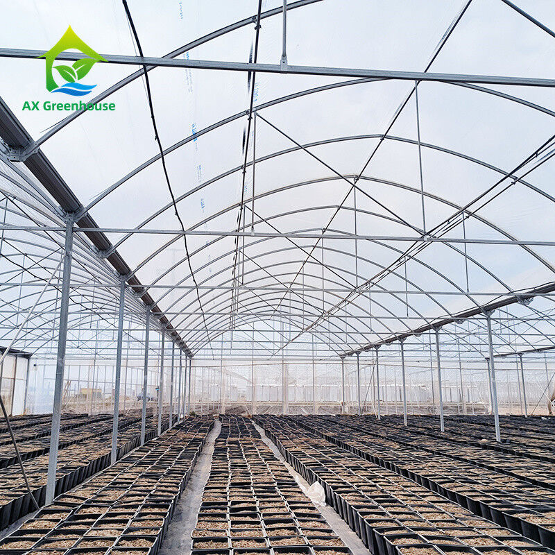 Multi Span cấu trúc khung kim loại nhiệt đới cà chua Poly đường hầm nhà kính cho trái cây rau