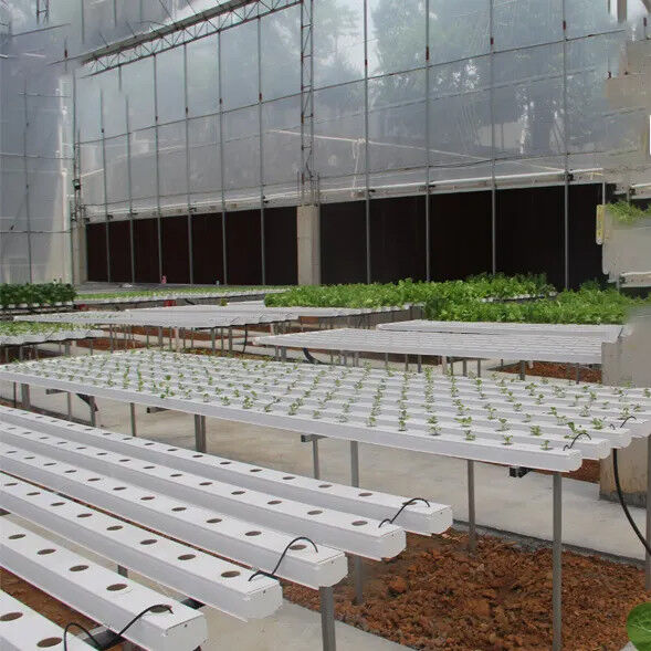 Không đất nông nghiệp trong nhà trồng dâu tây PVC ống cho hệ thống NFT Hydroponics For Sale