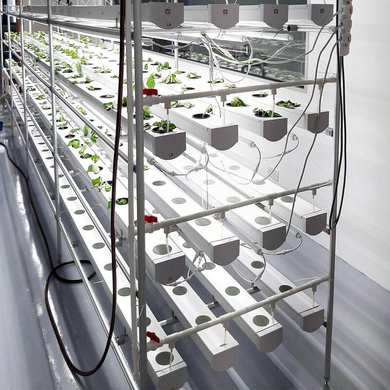 Không đất nông nghiệp trong nhà trồng dâu tây PVC ống cho hệ thống NFT Hydroponics For Sale