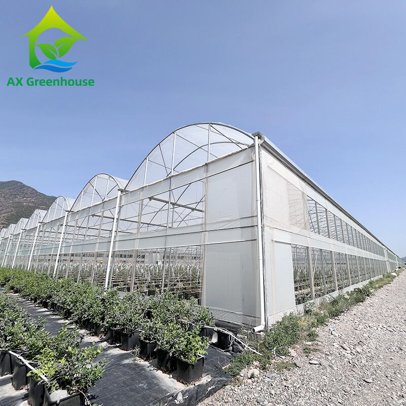Cấu trúc thép galvanized nóng Multi-Span phim nhựa Custom nhà kính với nhiệt đới top thông gió thiết kế răng cưa