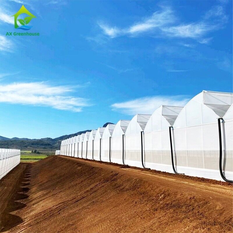 Plastic UV Film Poly Tunnel nông nghiệp Sawtooth Multi-span Custom nhà kính để bán
