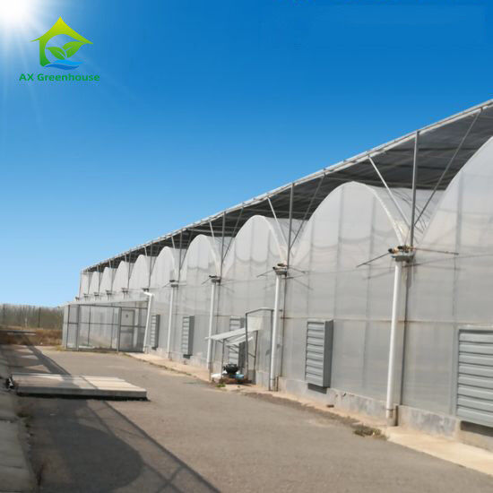 Cấu trúc ổn định chống gió đa chiều dài đường hầm lớn Poly Film Hydroponic nhà kính để tưới tiêu