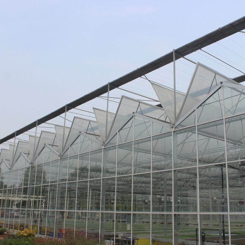 Nhà kính cà chua thủy tinh được đun sôi nóng bằng thép galvanized Multi-Span Venlo cho điều kiện phát triển tối ưu