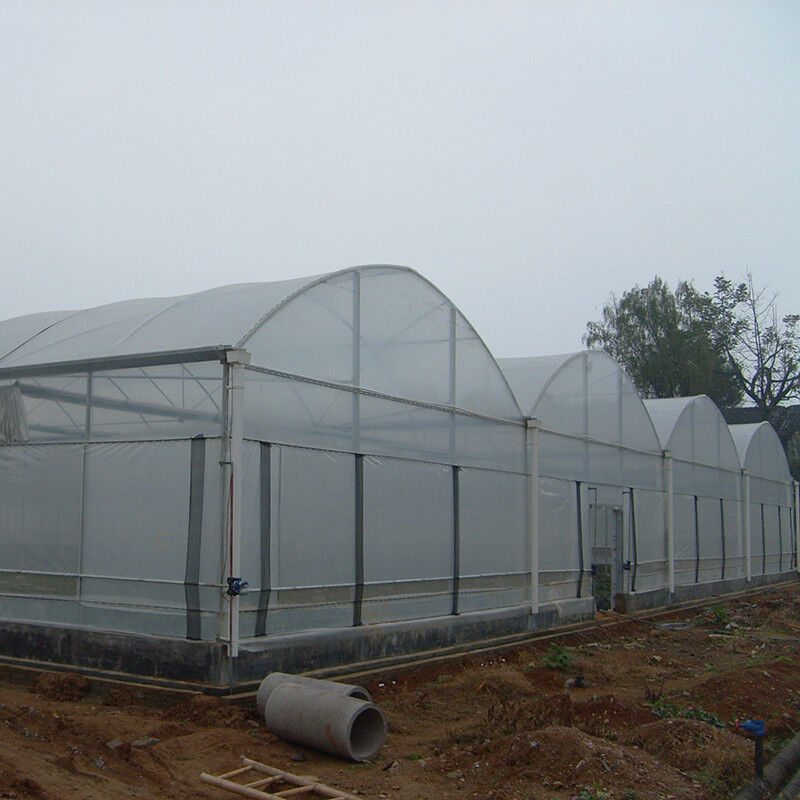 Cấu trúc ổn định chống gió đa chiều dài đường hầm lớn Poly Film Hydroponic nhà kính để tưới tiêu