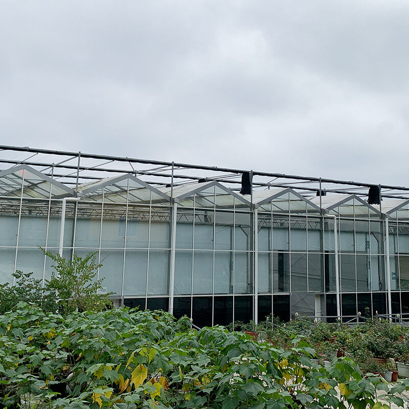 Hot Dip Galvanized Steel Structure Tự động thông gió thủy tinh nông nghiệp Venlo Multi-span Tomato Seedling Greenhouse