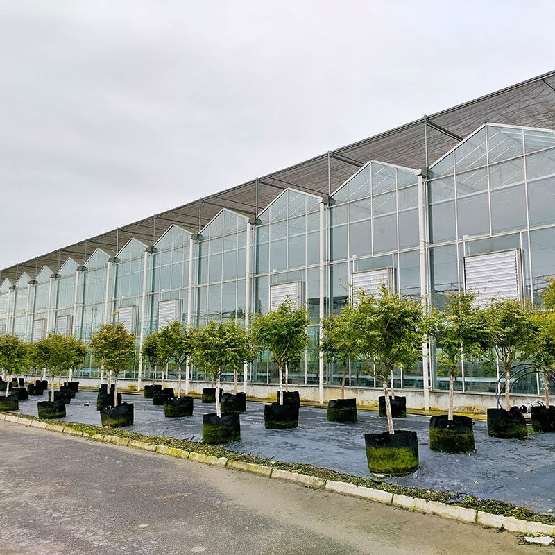 Hot Dip Galvanized Steel Structure Tự động thông gió thủy tinh nông nghiệp Venlo Multi-span Tomato Seedling Greenhouse