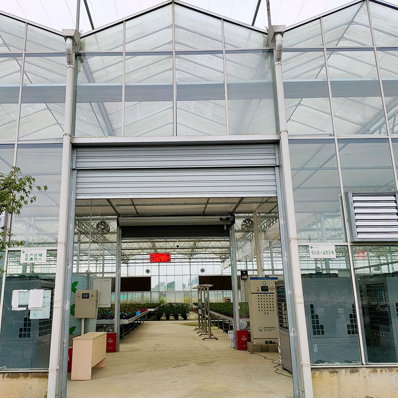 Hot Dip Galvanized Steel Structure Tự động thông gió thủy tinh nông nghiệp Venlo Multi-span Tomato Seedling Greenhouse