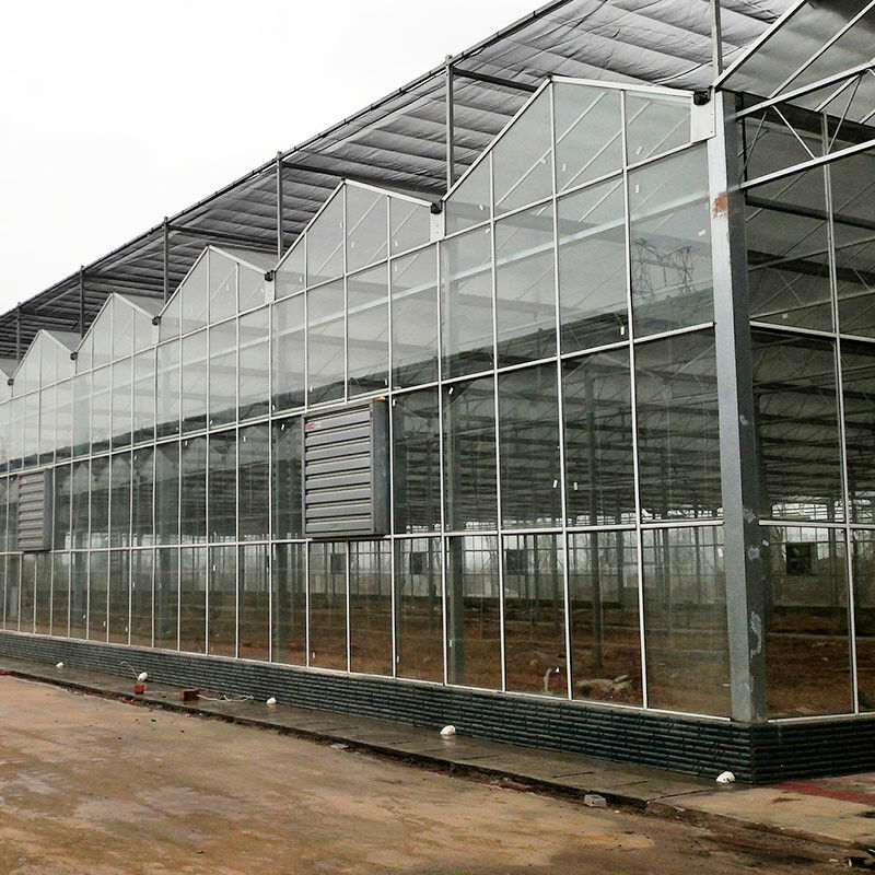Cây trồng hoa nông nghiệp nhiều chiều dài trồng hoa loại Venlo Nhà kính trồng hạt giống