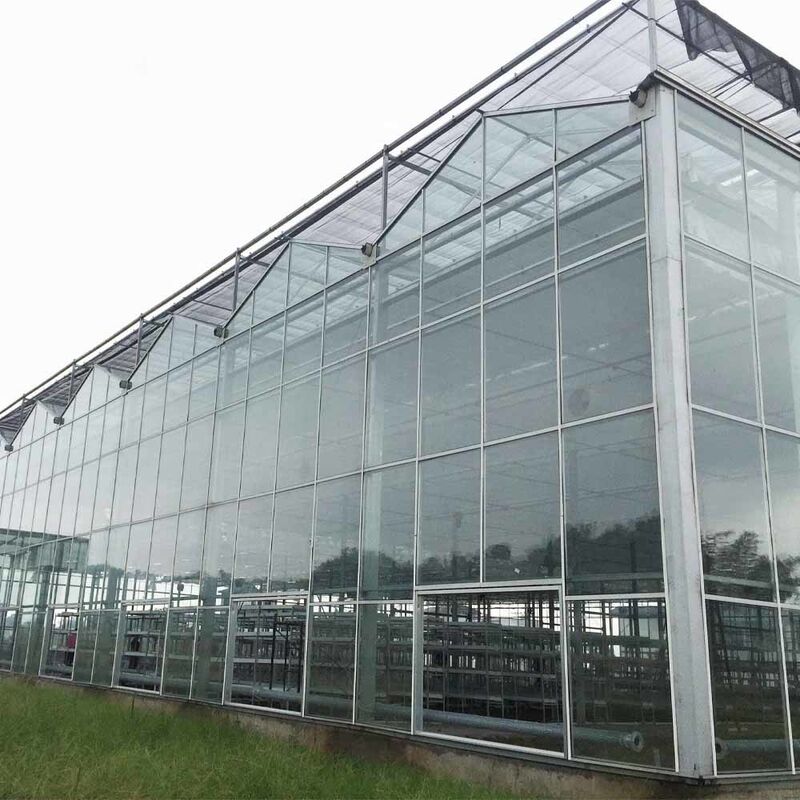 Multi Span Venlo Style Glass Agricultural Greenhouse có hình dạng mái nhà tam giác và thông gió bên trên để thông gió