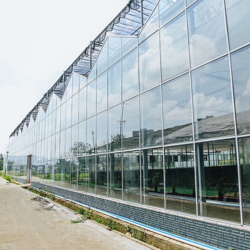 Cây trồng hoa nông nghiệp nhiều chiều dài trồng hoa loại Venlo Nhà kính trồng hạt giống