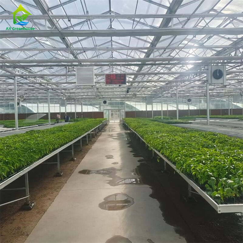 Nhà kính kính cường lực thông minh trong suốt Nhà xanh lớn Đa nhịp Ống thép mạ kẽm nhúng nóng Nhà kính nông nghiệp bằng kính để trồng hoa