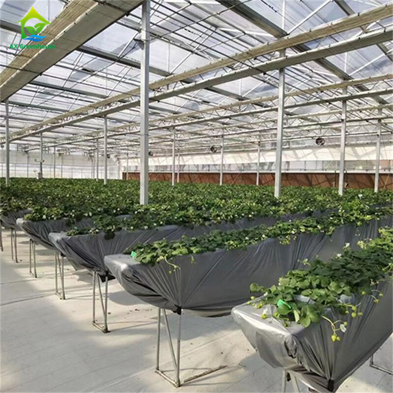 Nhà kính kính cường lực thông minh trong suốt Nhà xanh lớn Đa nhịp Ống thép mạ kẽm nhúng nóng Nhà kính nông nghiệp bằng kính để trồng hoa