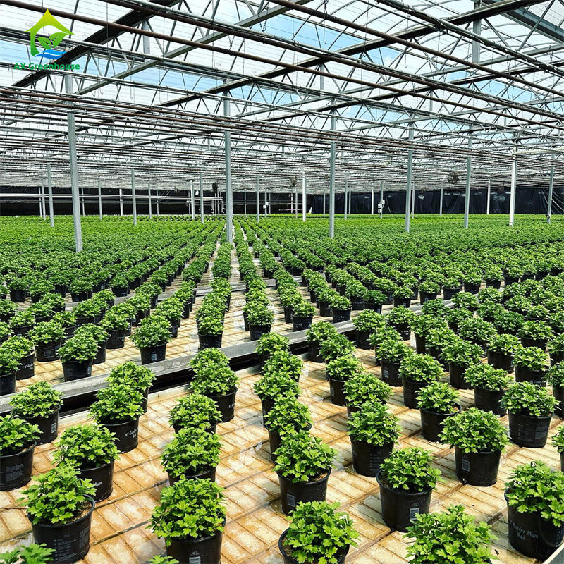 Nhà kính kính cường lực thông minh trong suốt Nhà xanh lớn Đa nhịp Ống thép mạ kẽm nhúng nóng Nhà kính nông nghiệp bằng kính để trồng hoa