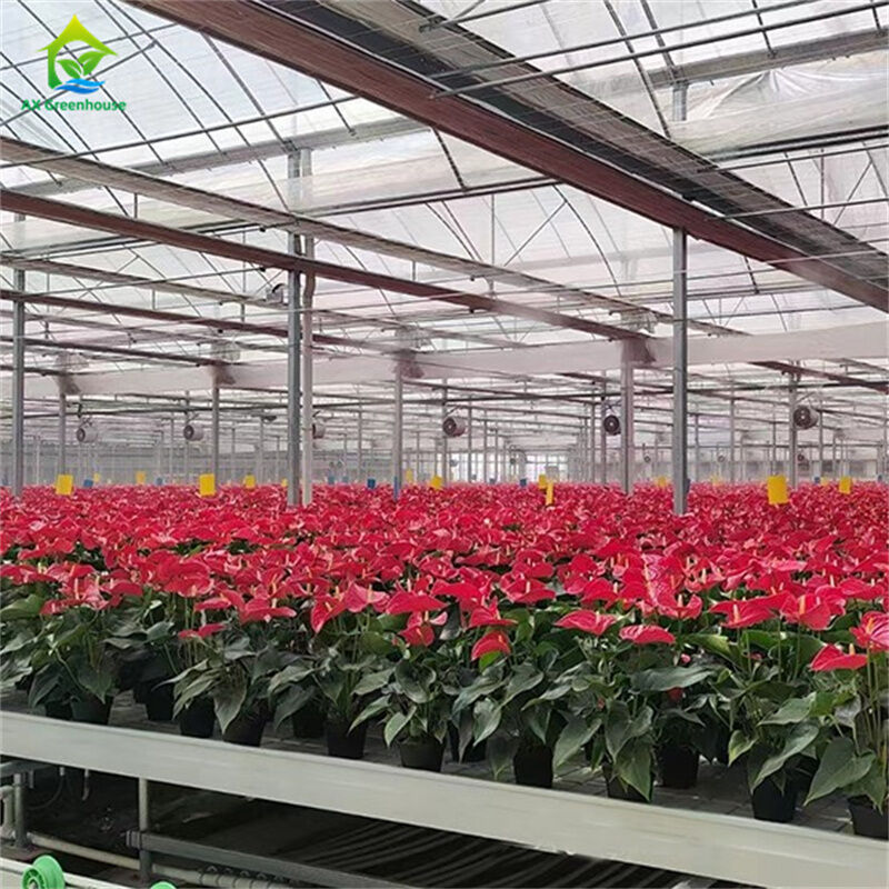 Nhà kính kính cường lực thông minh trong suốt Nhà xanh lớn Đa nhịp Ống thép mạ kẽm nhúng nóng Nhà kính nông nghiệp bằng kính để trồng hoa