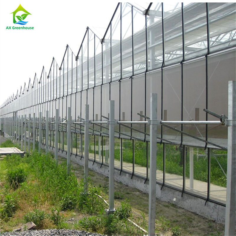 Nhà kính Venlo thương mại đa nhịp lớn với hệ thống thủy canh trên luống gieo hạt cho cà chua dâu tây