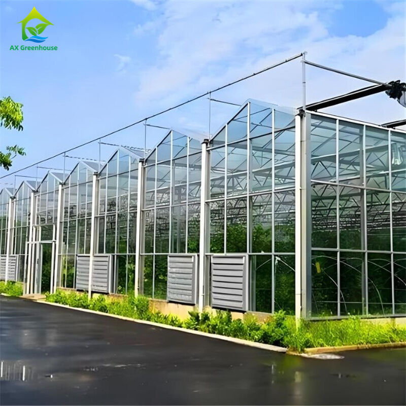 Nhà kính Venlo thương mại đa nhịp lớn với hệ thống thủy canh trên luống gieo hạt cho cà chua dâu tây