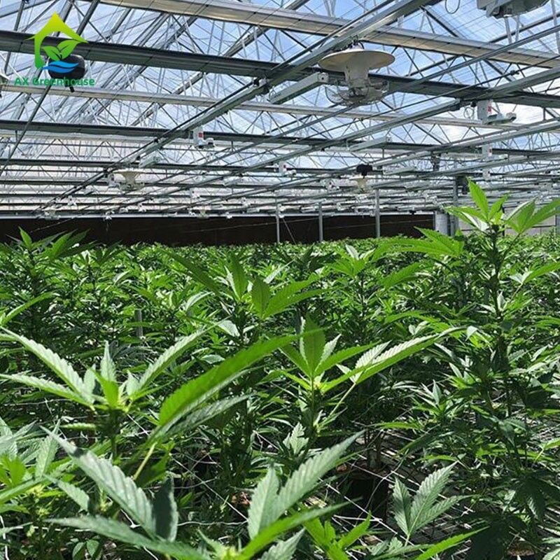 Nhà kính che sáng thương mại tự động với rèm che bên trong, chiều dài 32m-50m và chiều rộng khẩu độ 8m-12.6m